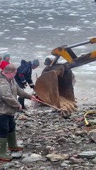 DFO Workers Help Dolphins Stuck in Ice
