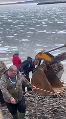 DFO Workers Help Dolphins Stuck in Ice