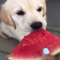 Funniest and cutest labrador puppies  pet funny video  funny animals puppy video