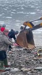 DFO Workers Help Dolphins Stuck in Ice