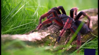 Top 5_ Biggest spiders in the world