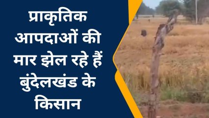 ललितपुर: आंधी, बारिश और ओलावृष्टि से पक्की फसलें हुई तबाह, दिखा बर्बादी का मंजर