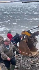 DFO Workers Help Dolphins Stuck in Ice