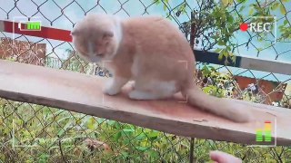 How British Shorthair Cat Reacts When Seeing Stranger - Running or Being Friendly_ _ Viral Cat