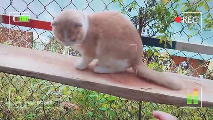 How British Shorthair Cat Reacts When Seeing Stranger - Running or Being Friendly_ _ Viral Cat