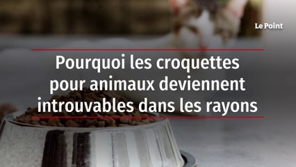 Pourquoi les croquettes pour animaux deviennent introuvables dans les rayons