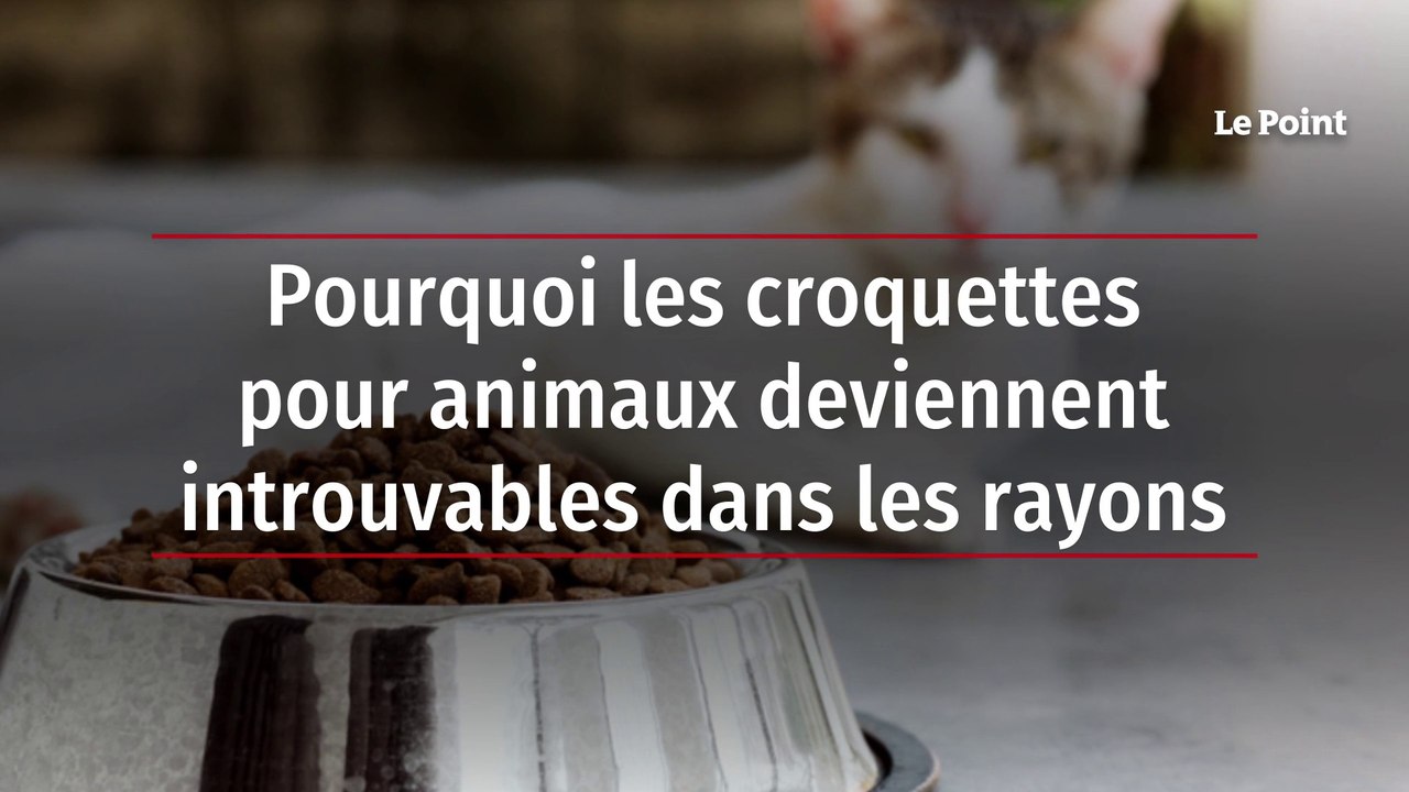 Pourquoi les croquettes pour animaux deviennent introuvables dans les rayons