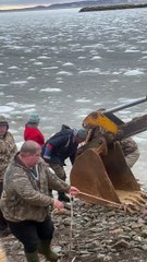 DFO Workers Help Dolphins Stuck in Ice