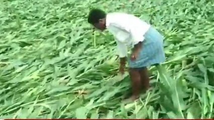 రామాయంపేట: అకాల వర్షాలు.. నేలకొరిగిన మొక్కజొన్న..!