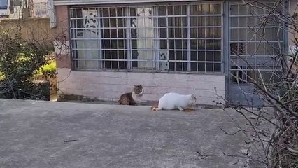Male Cat wants to be with the Female Cat by force