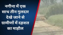 बिजनौर: नगीना में तीन गुलदार देखे जाने से ग्रामीणों में दहशत का माहौल