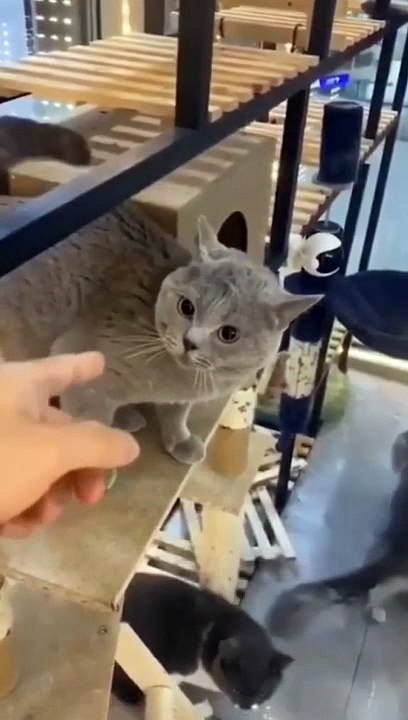 Funniest Animals 2023 Funniest Cats and Dogs part 4