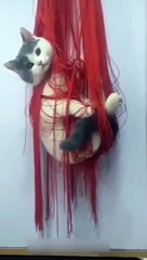 Funniest Animals 2023 Funniest Cats and Dogs part 5