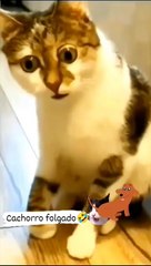 Funniest Animals 2023 Funniest Cats and Dogs part 7