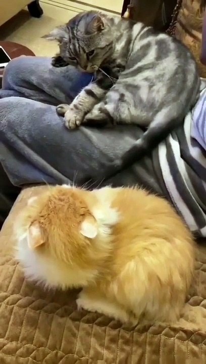 Funniest Animals 2023 Funniest Cats and Dogs part 10