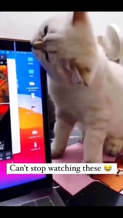 Funniest Animals 2023 Funniest Cats and Dogs part 12