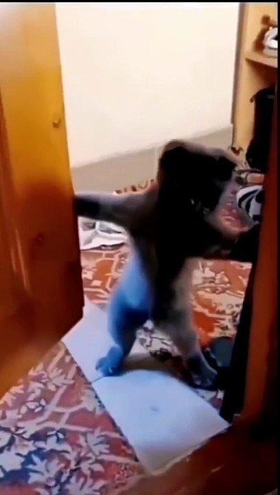 Funniest Animals 2023 Funniest Cats and Dogs Video Part 14