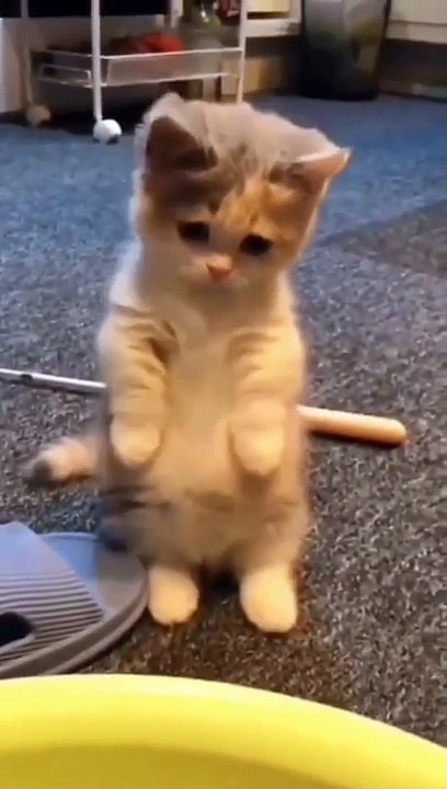 Funniest Animals 2023 Funniest Cats and Dogs Video Part 16