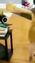 Funniest Animals 2023 Funniest Cats and Dogs Video