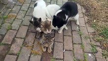 Poor Female Cat Attacked by 3 Male Cats