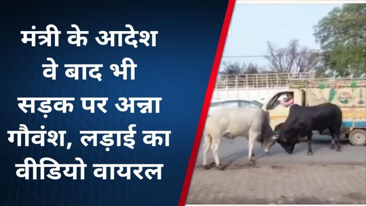 कन्नौज: मंत्री असीम अरुण के आदेश नही मानती पालिका, सड़कों पर लड़ रहे सांड