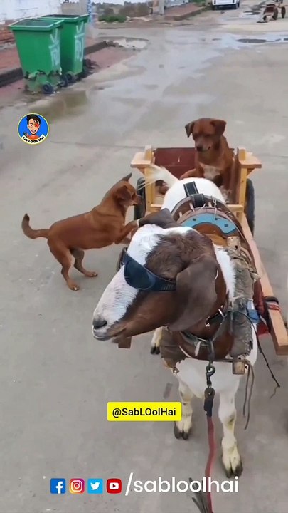 The bakwas tag, The bakwas motivational, The motivational video, Comedy video, Funny jokes video, Song, American comedy, Indian comedy, Comedy, Facebook statusWhatsApp WhatsApp, , All status Instagram status, Bhakti song, Comedian song, New musical song c