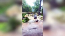 Adorable video shows gorilla playing in the rain at his home in Santa Barbara Zoo