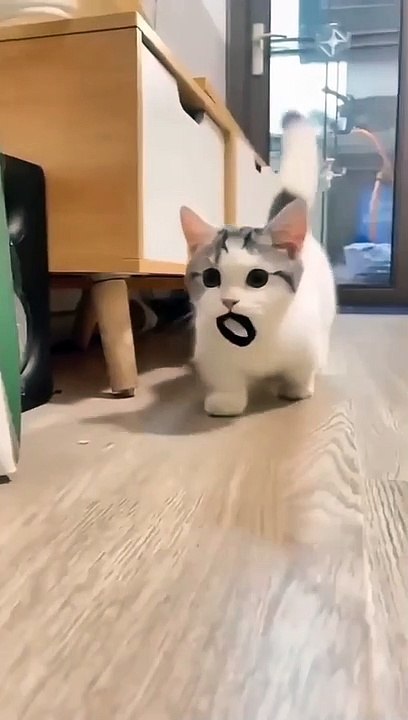 smart and cute cat