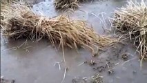 बारिश ने धोई किसानों की मेहनत, बारिश व ओलावृष्टि से फसलें बर्बाद