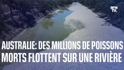 Australie: des millions de poissons morts flottent sur une rivière