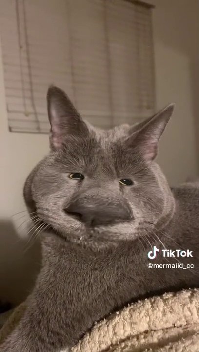 Ay mi amor jajajajajaj ay no  ❤️ michi #catsoftiktok _catlovers _funnycat _michis _cattok _gatito _micho(MP4)