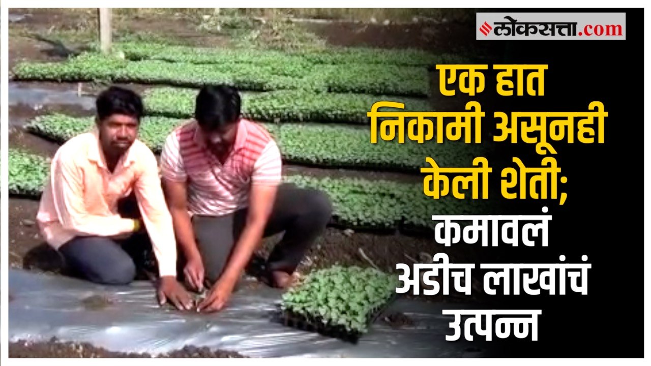 ७० दिवसांमध्ये अडीच लाखांचं उत्पन्न; शेतकऱ्याच्या कामगिरीचं होतंय कौतुक | Amravati