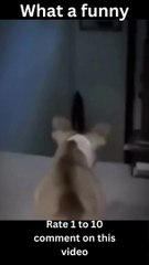 Pets Can Be So Funny comedy: A Collection of Comical Moments)- funny comedy videos