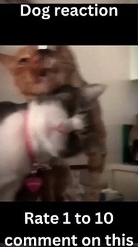 Funny cats funny dogs, funniest animal videos 2023, funny pets#shorts #trending #shortvideos