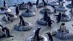 Courting penguins search for perfect pebble to woo females as mating season kicks off