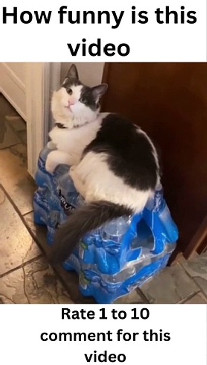 The Funny Faces and Expressions of My Pets