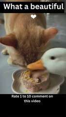 The Comedy Show of My Own Home: Funny comedy pets