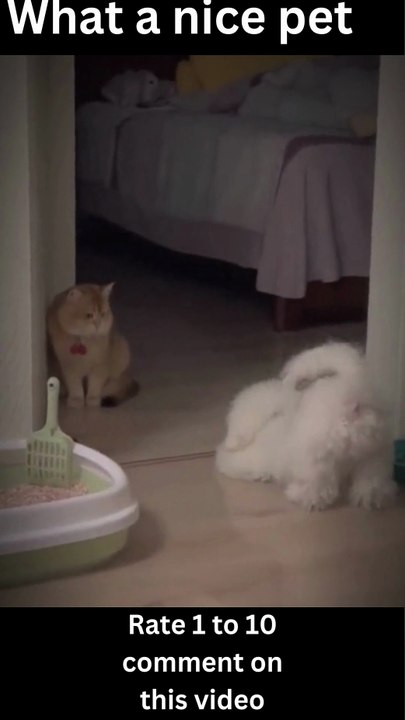 Funny catsfunny dogs, funniest animal videos 2023, funny pets#shorts #trending #shortvideosFunny catsfunny dogs, funniest animal videos 2023, funny pets#shorts #trending #shortvideos