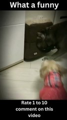 The Funniest Animal Videos You'll Ever Watch)