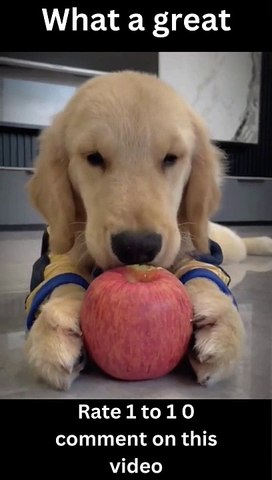 The Smiling Faces of Funny Pets