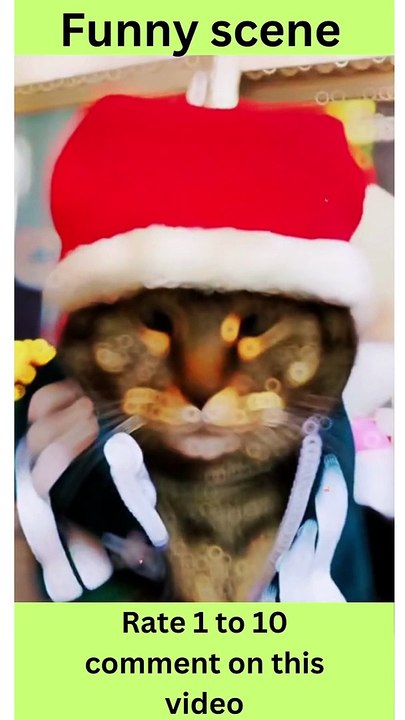 The Ultimate Guide to Cute Cats