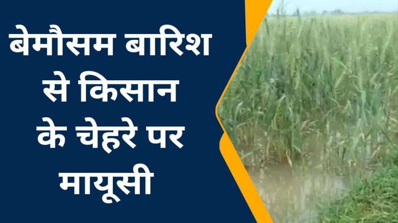 मुंगेर: बेमौसम बारिश से गेहूं का फसल हुआ बर्बाद, खेतों में पानी किसानों की बढाई परेशानी