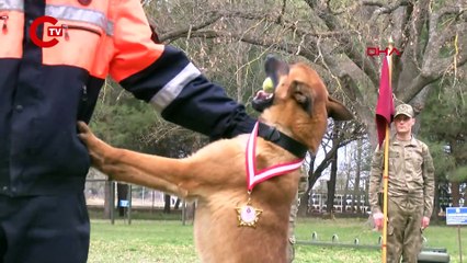 78 kişiyi kurtardılar: Arama kurtarma köpeklerine madalya verildi