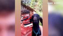 Sahibinin söylediği şarkı ile efkarlanan keçinin duygusal halleri viral oldu