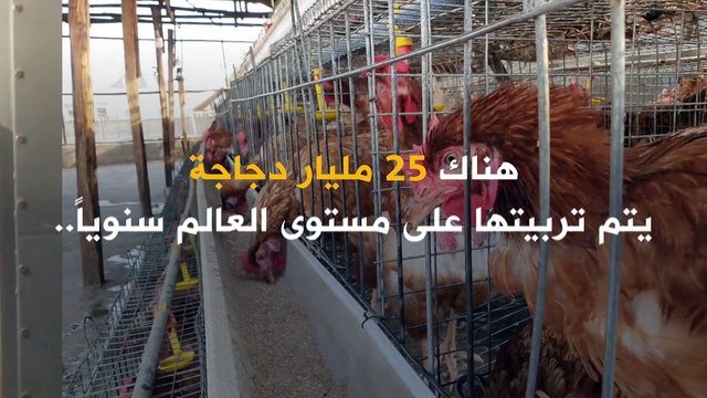 كيف يساهم الذكاء الاصطناعي في قطاع تربية الدواجن؟