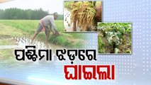 Unseasonal rain destroys acres of croplands in Odisha