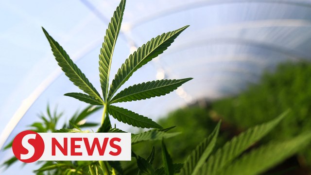 Medical use of cannabis needs in-depth study, says PM