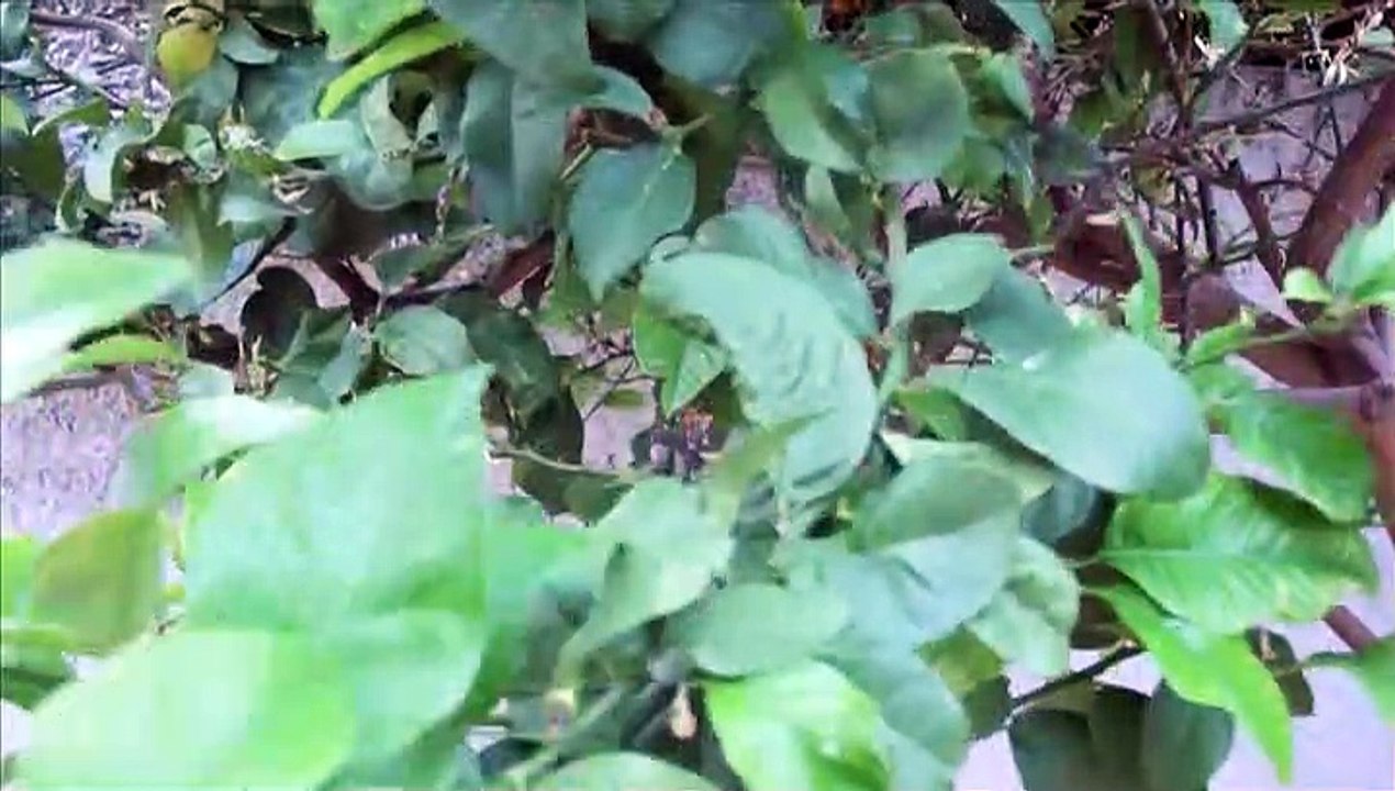 EVA GUZMAN - Mirando tus ojos