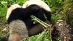 Panda Mother Teaches Cub How to Eat Bamboo - 4KUHD - China: Natures Ancient Kingdom - BBC Earth