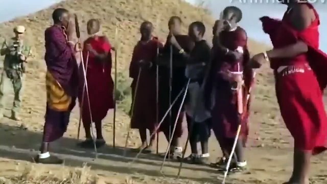 So amazing! The Maasai Aboriginal Bravely Confronted the Fierce Lion to Rescue Poor Kudu